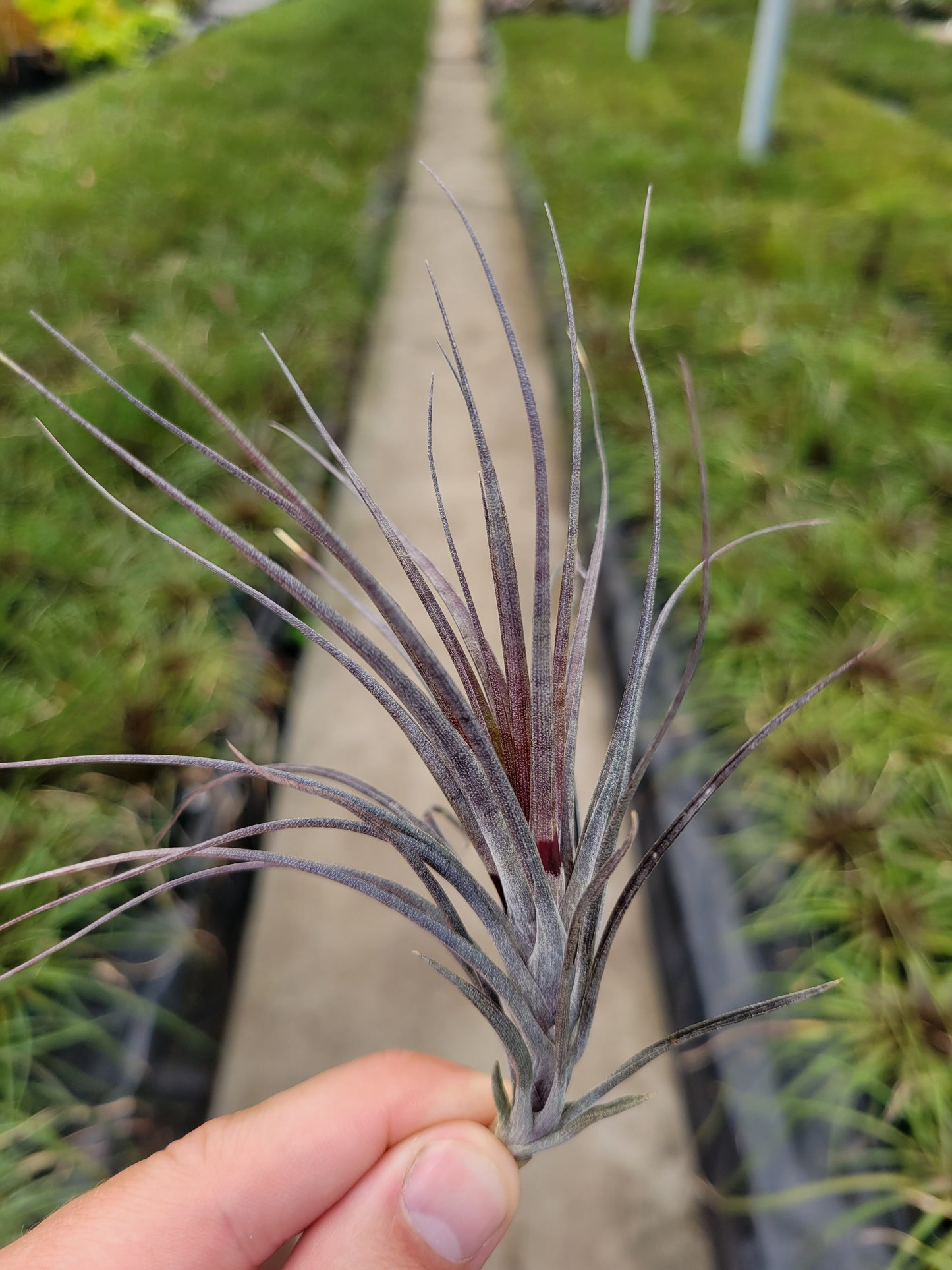 Tillandsia tenuifolia 'Amethyst'