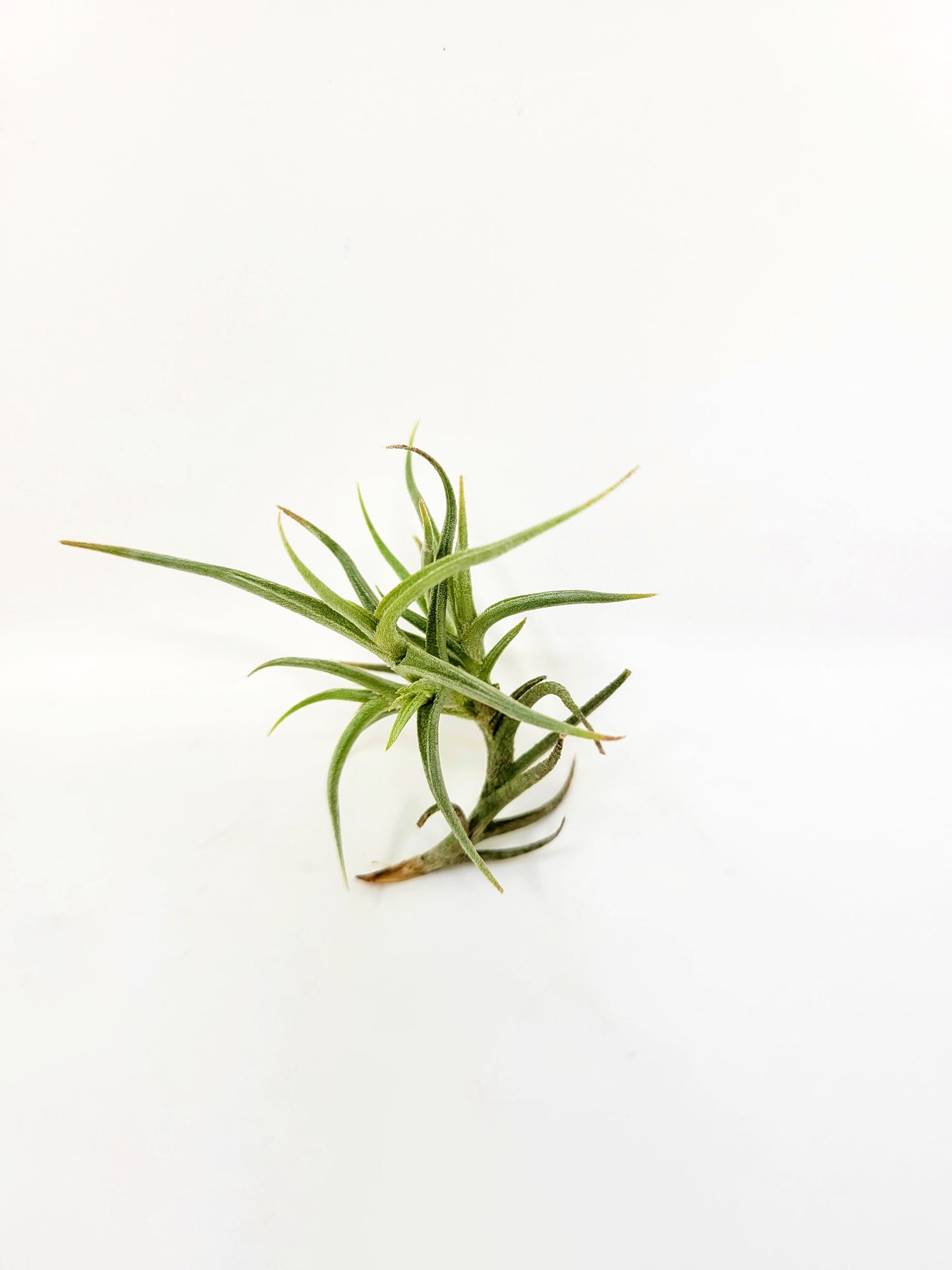 Tillandsia andicola