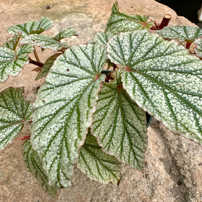 Angel Wing Begonia ‘Don Miller’ - Rainforest Flora