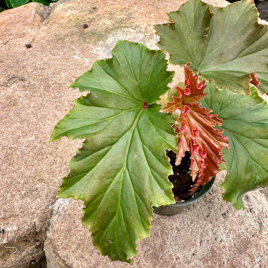Angel Wing Begonia ‘Irene Nuss’ - Rainforest Flora