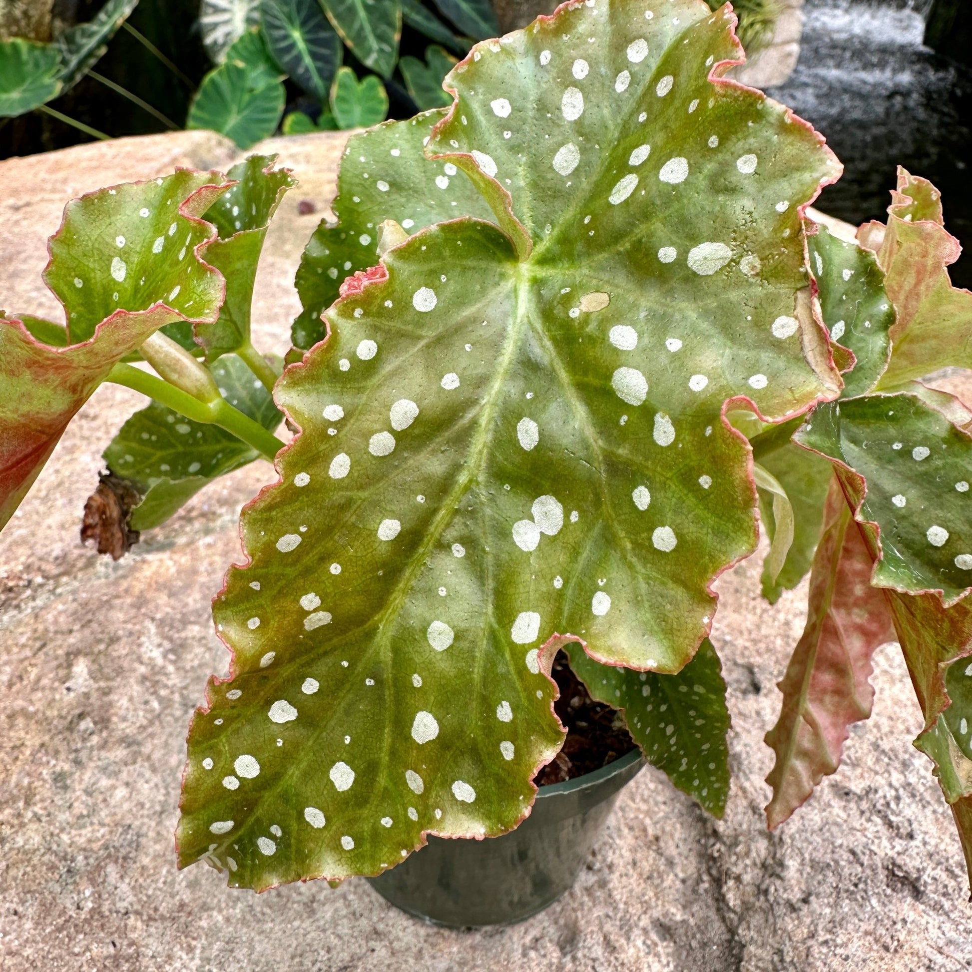 Angel Wing Begonia ‘Josephine’ - Rainforest Flora