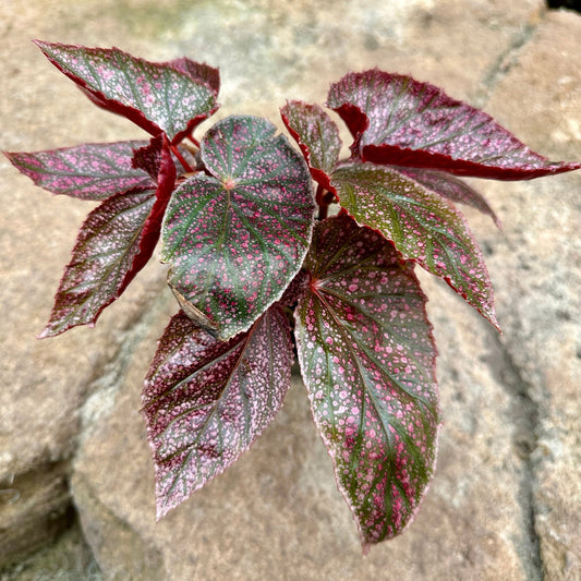 Angel Wing Begonia ‘Maurice Amey’ - Rainforest Flora