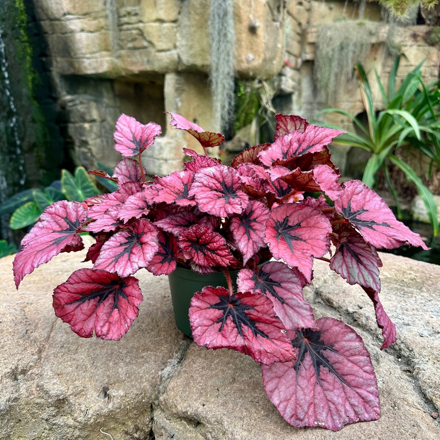 Assorted Rex Begonia - Rainforest Flora