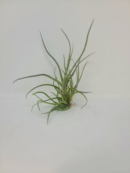 Tillandsia baileyi