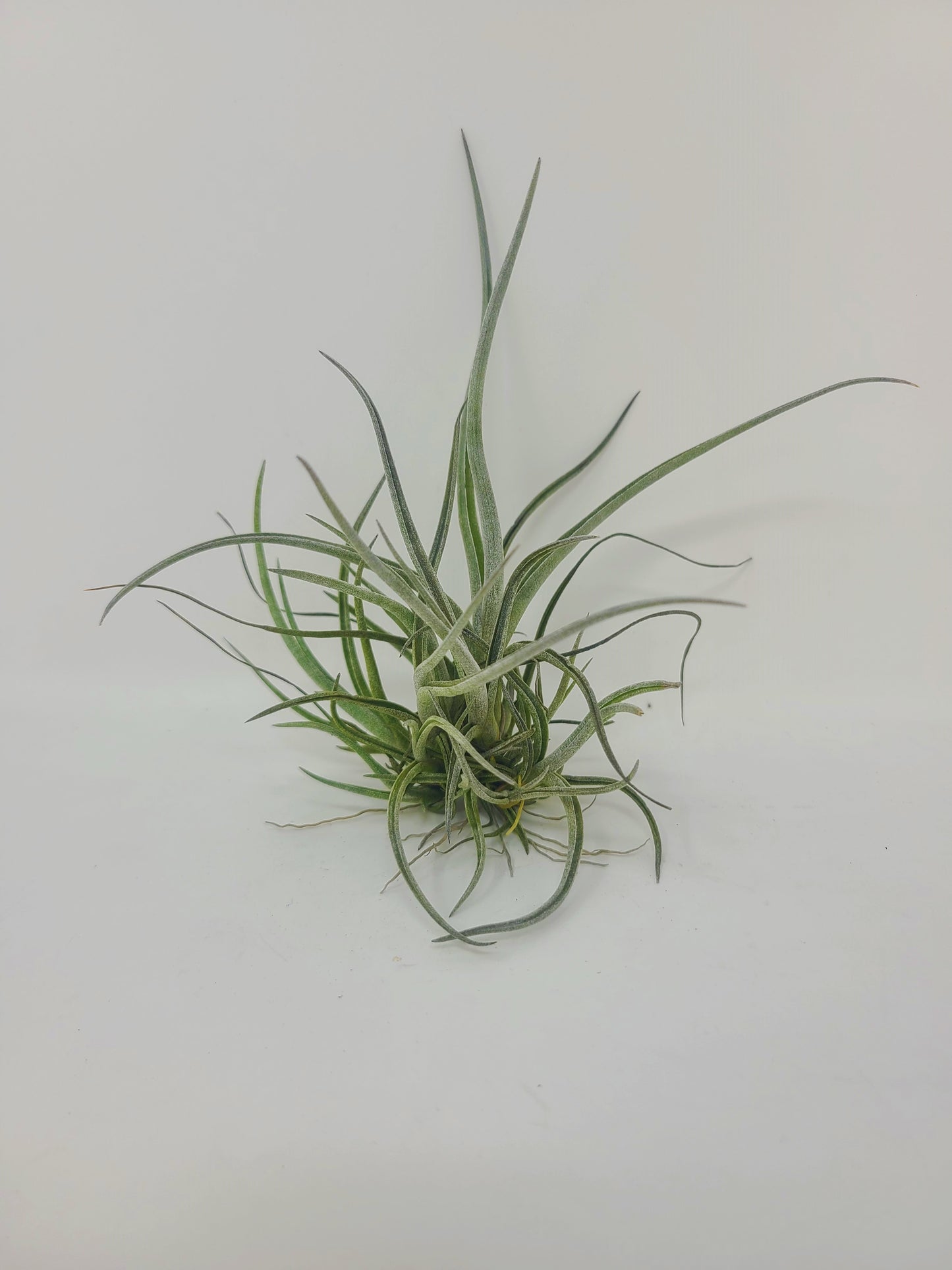 Tillandsia baileyi