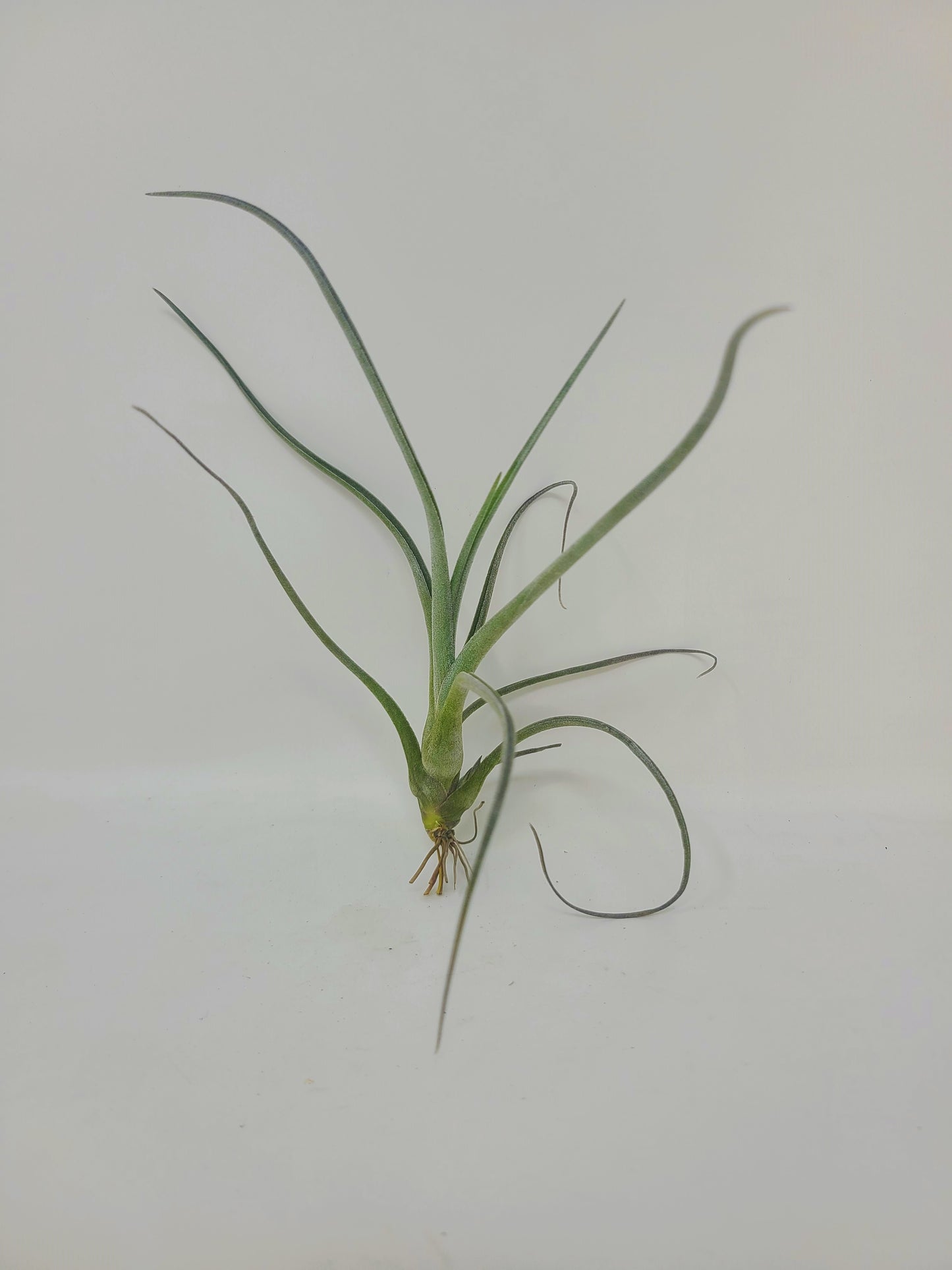 Tillandsia baileyi