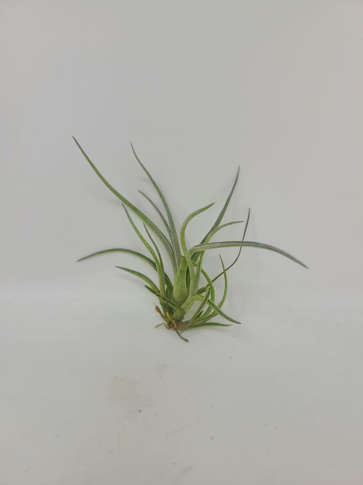 Tillandsia baileyi