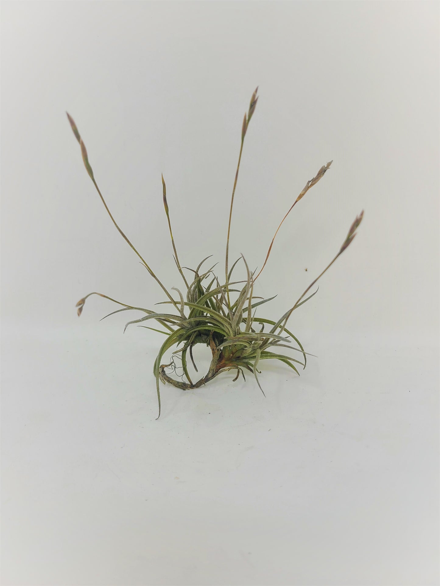 Tillandsia bandensis