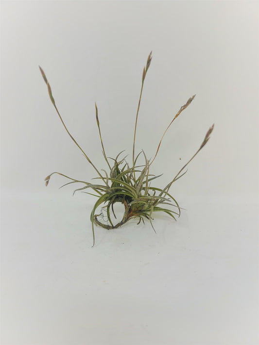 Tillandsia bandensis