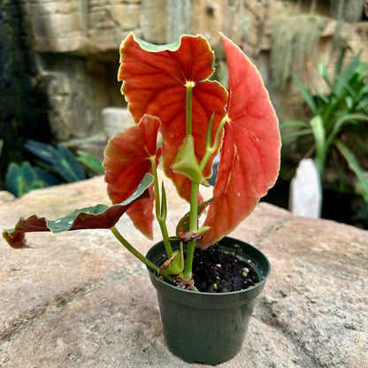 Begonia maculata - Rainforest Flora