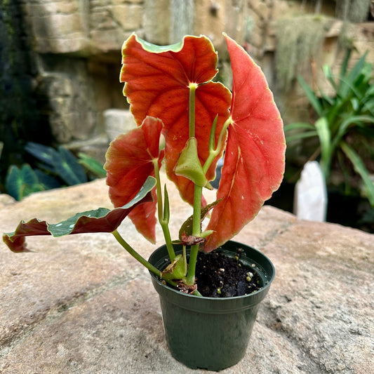 Begonia maculata - Rainforest Flora