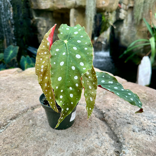 Begonia maculata - Rainforest Flora