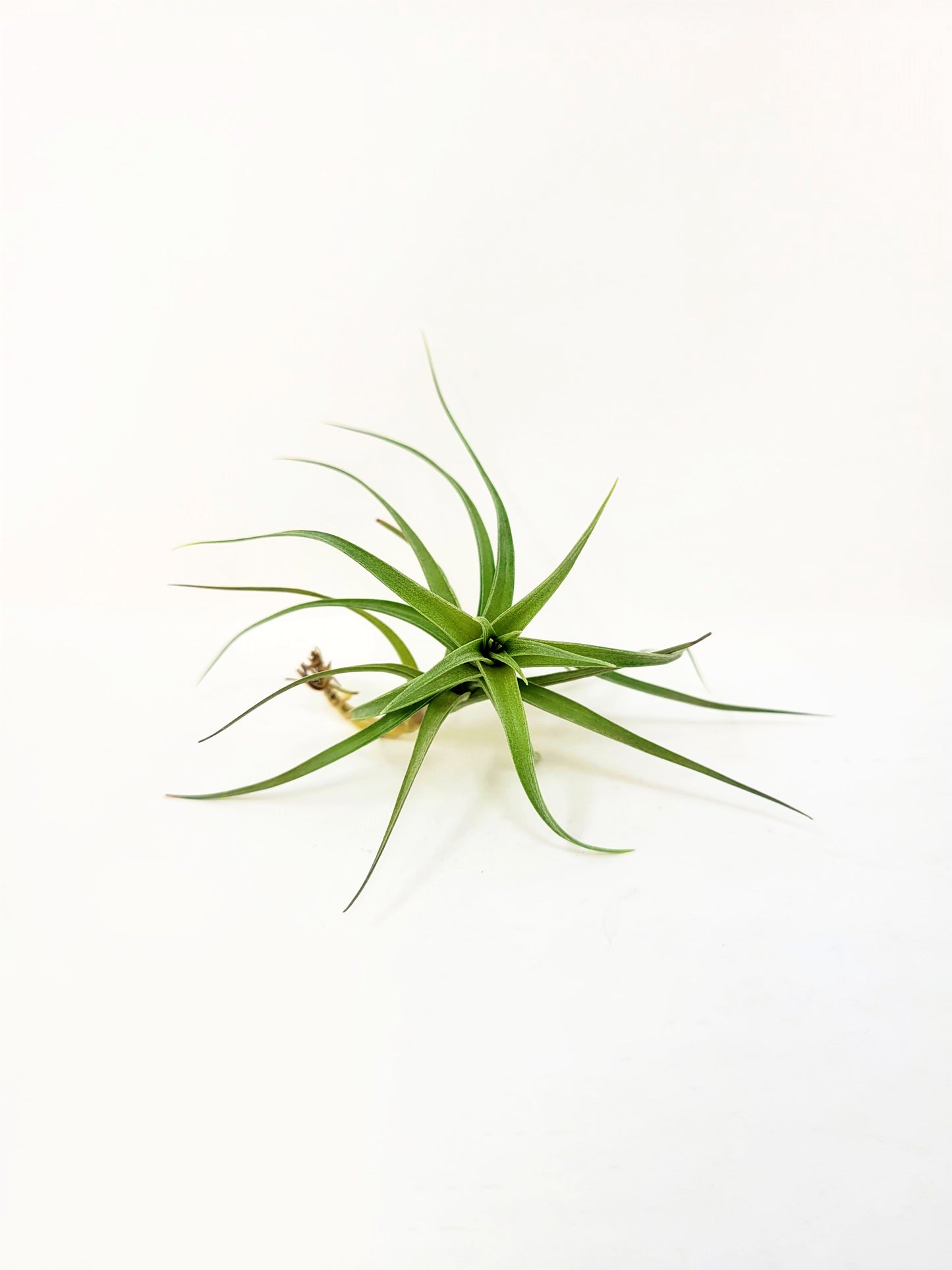 Tillandsia bergeri