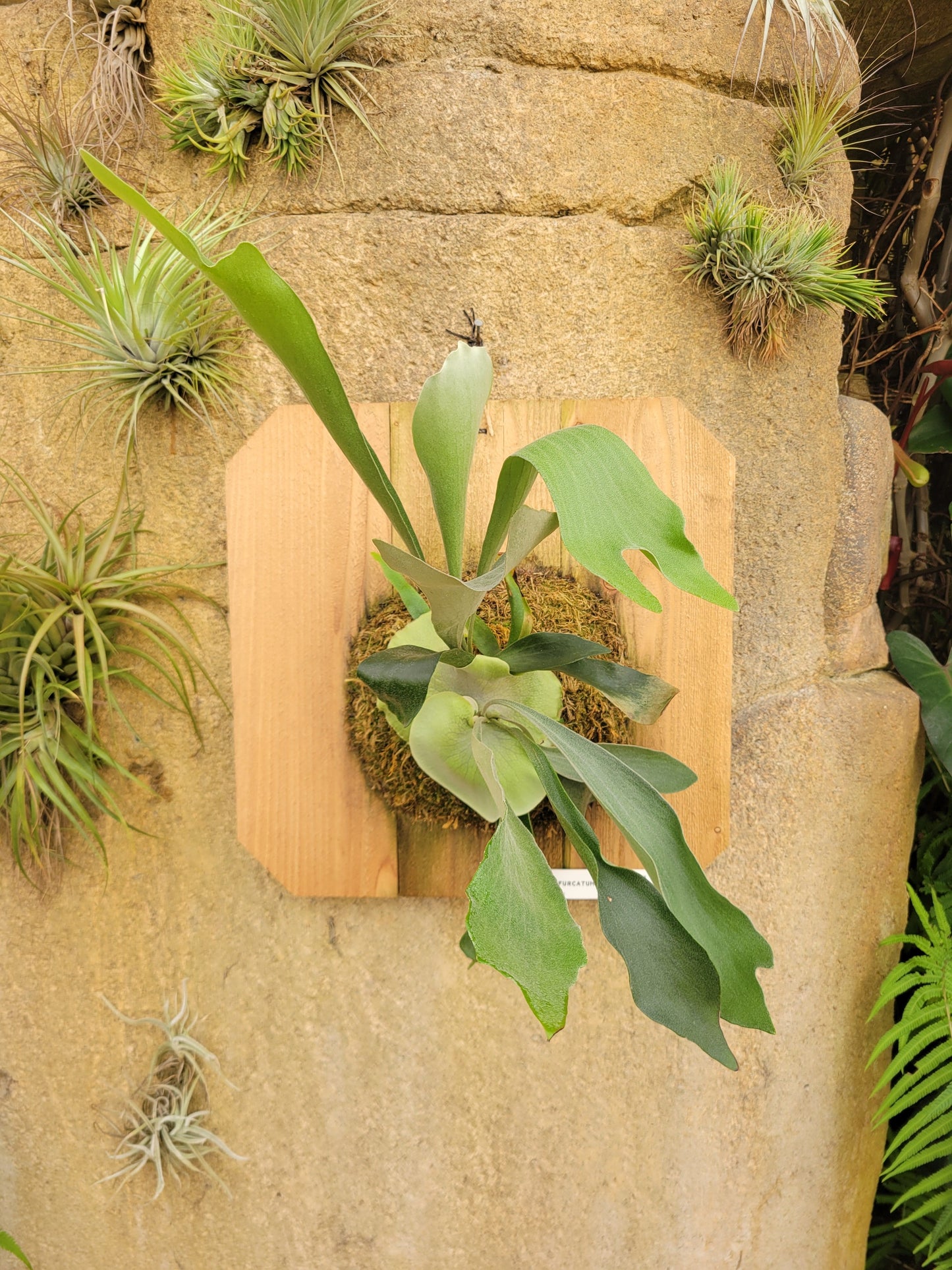 Platycerium bifurcatum 'Netherlands' (Staghorn fern)