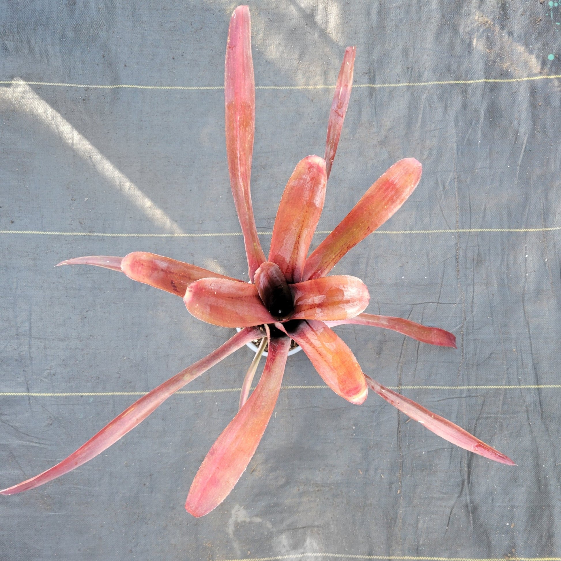 Billbergia amoena - Rainforest Flora