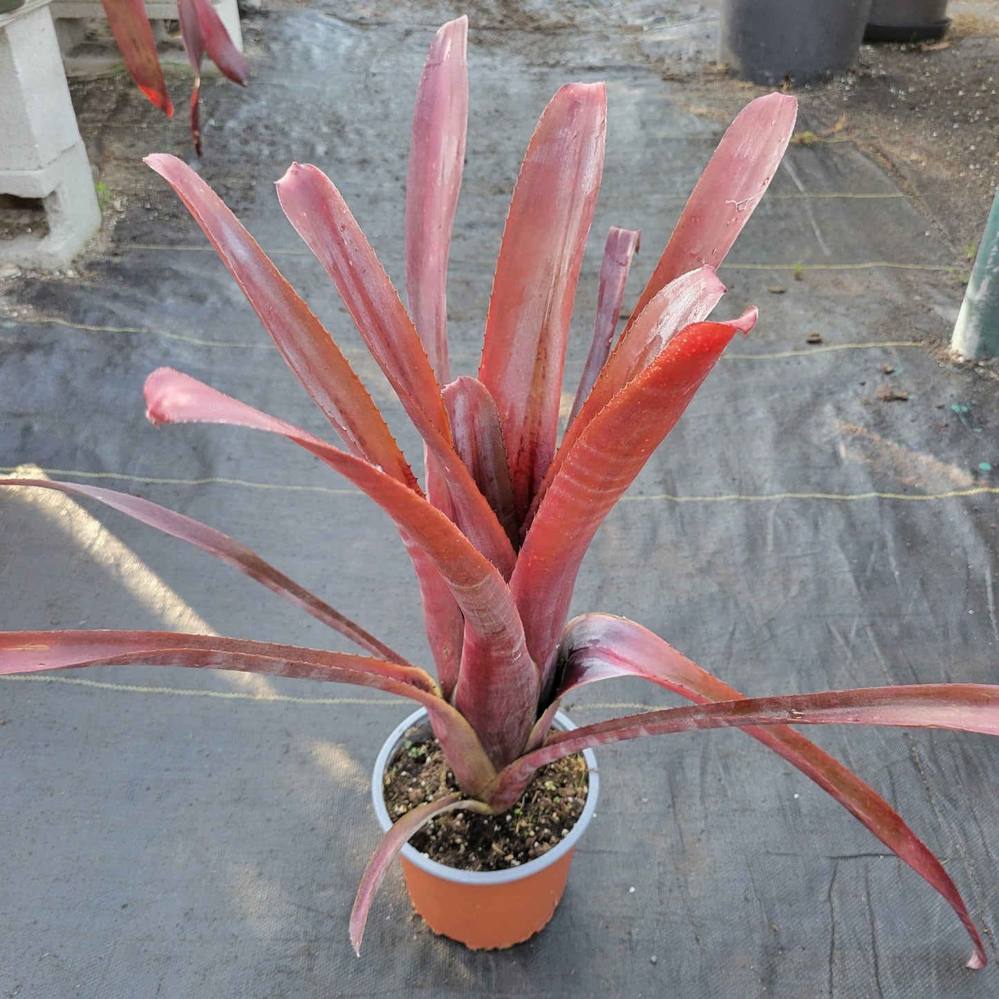 Billbergia amoena - Rainforest Flora