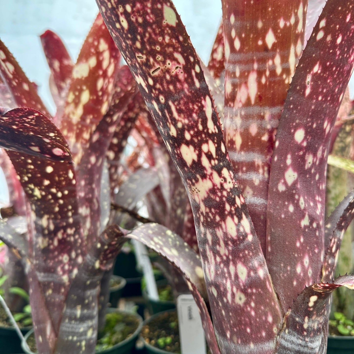 Billbergia amoena v. viridis - Rainforest Flora