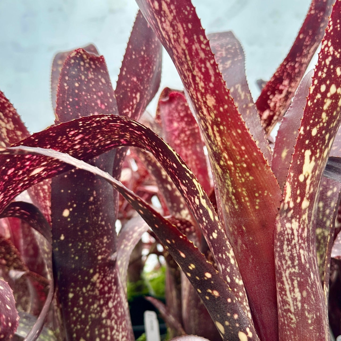 Billbergia 'Arriba' - Rainforest Flora