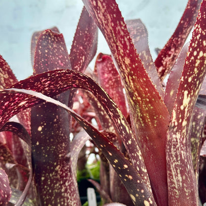 Billbergia 'Arriba' - Rainforest Flora