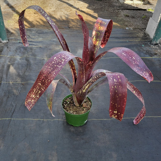 Billbergia 'Arriba' - Rainforest Flora