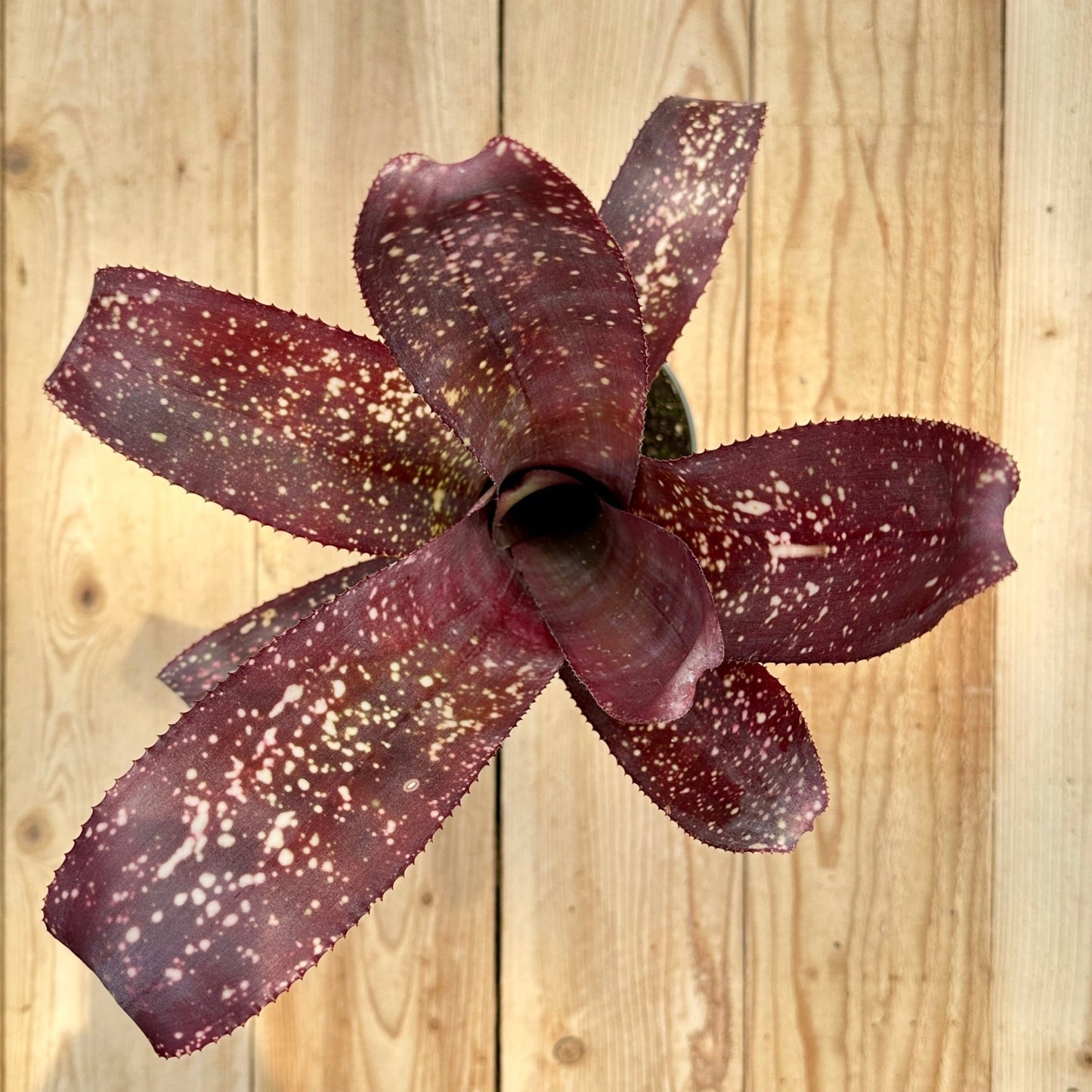 Billbergia 'Arriba' - Rainforest Flora