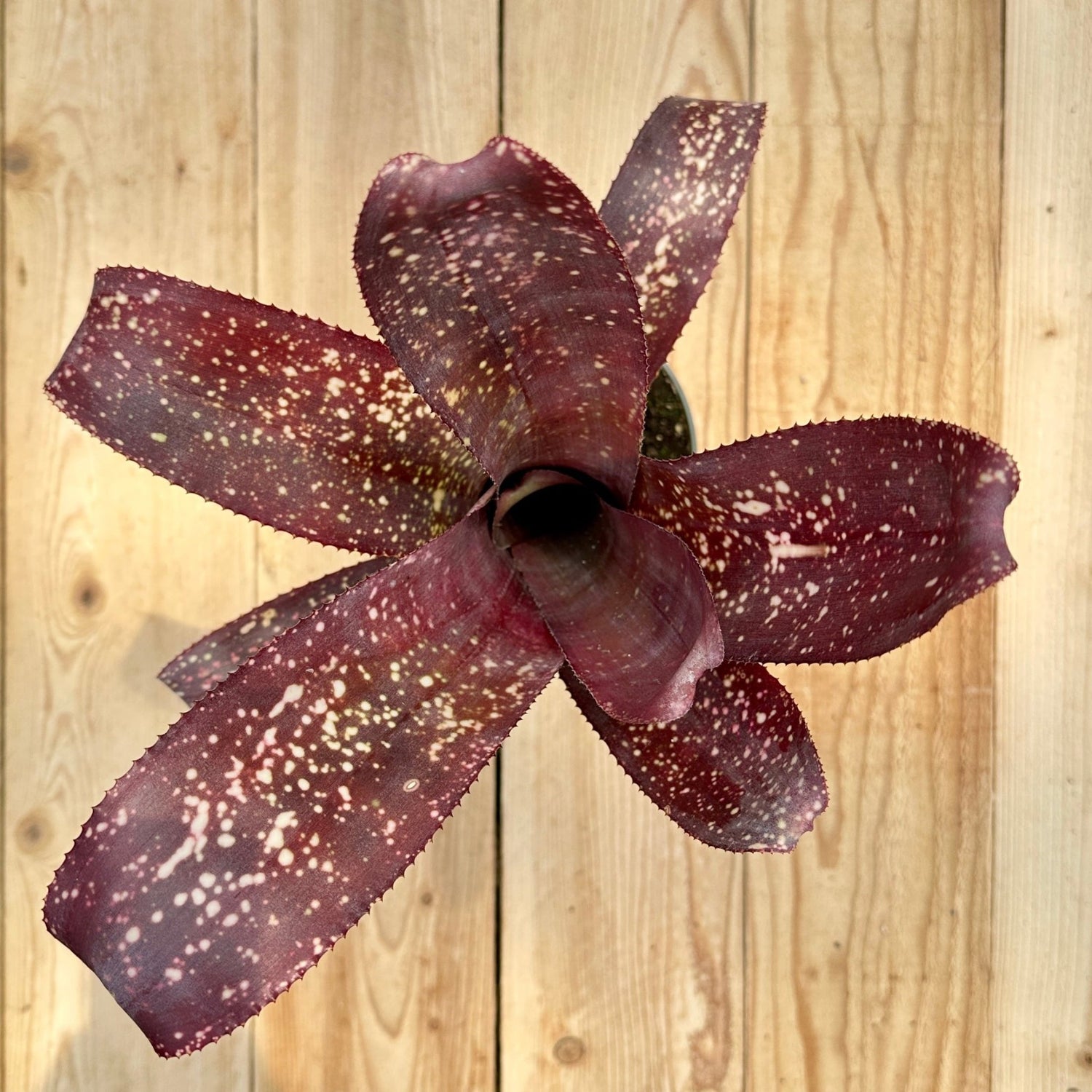 Billbergia 'Arriba' - Rainforest Flora