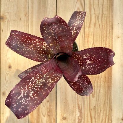 Billbergia 'Arriba' - Rainforest Flora