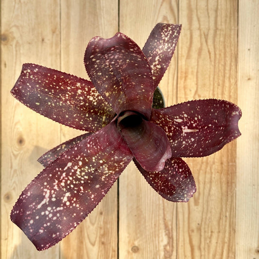 Billbergia 'Arriba' - Rainforest Flora