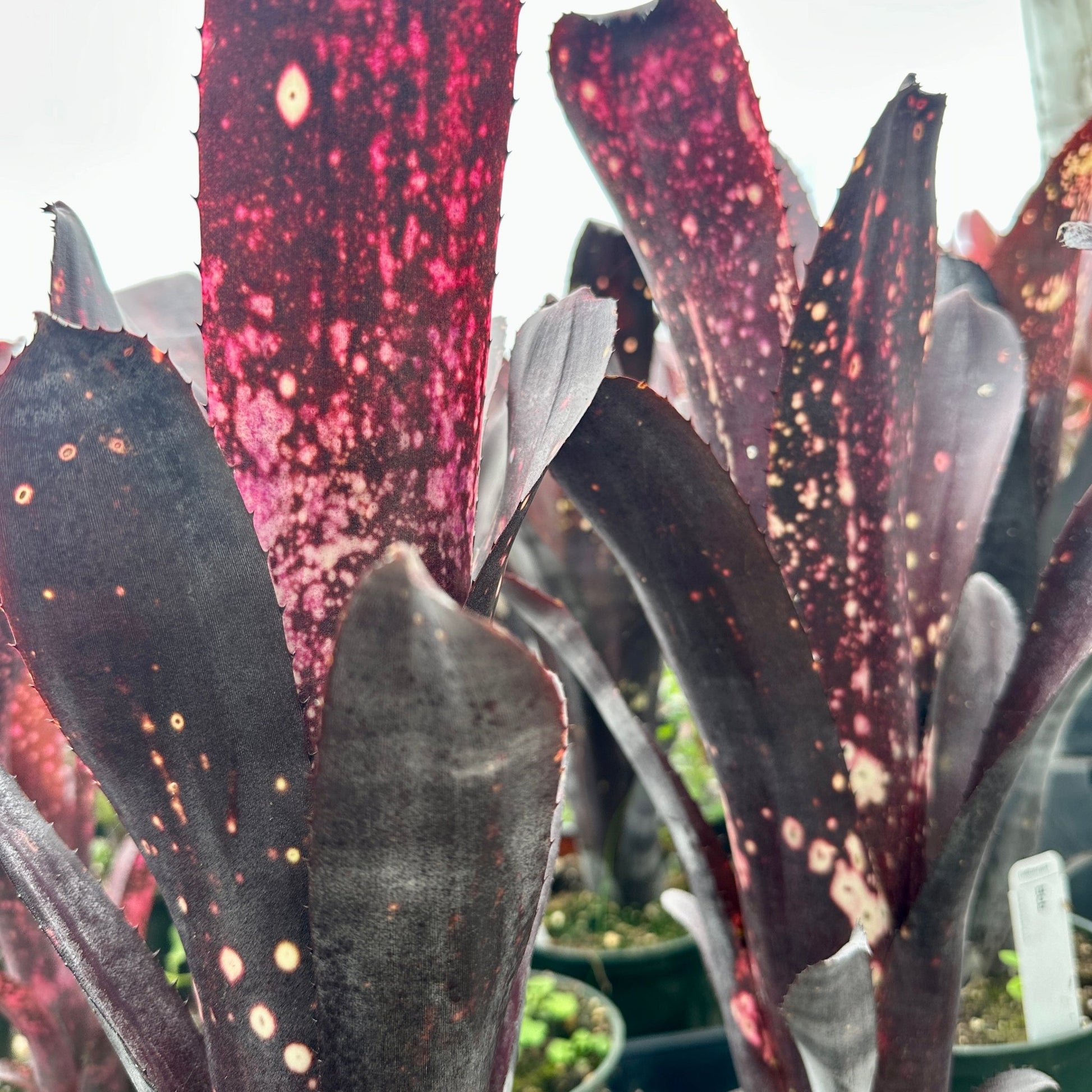 Billbergia 'Bob' - Rainforest Flora