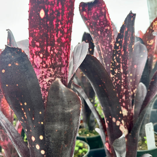 Billbergia 'Bob' - Rainforest Flora