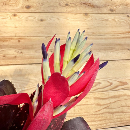 Billbergia 'Bob' - Rainforest Flora