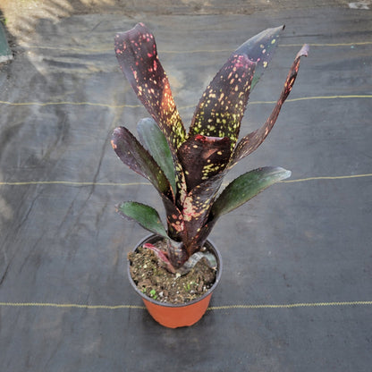 Billbergia 'Bob' - Rainforest Flora