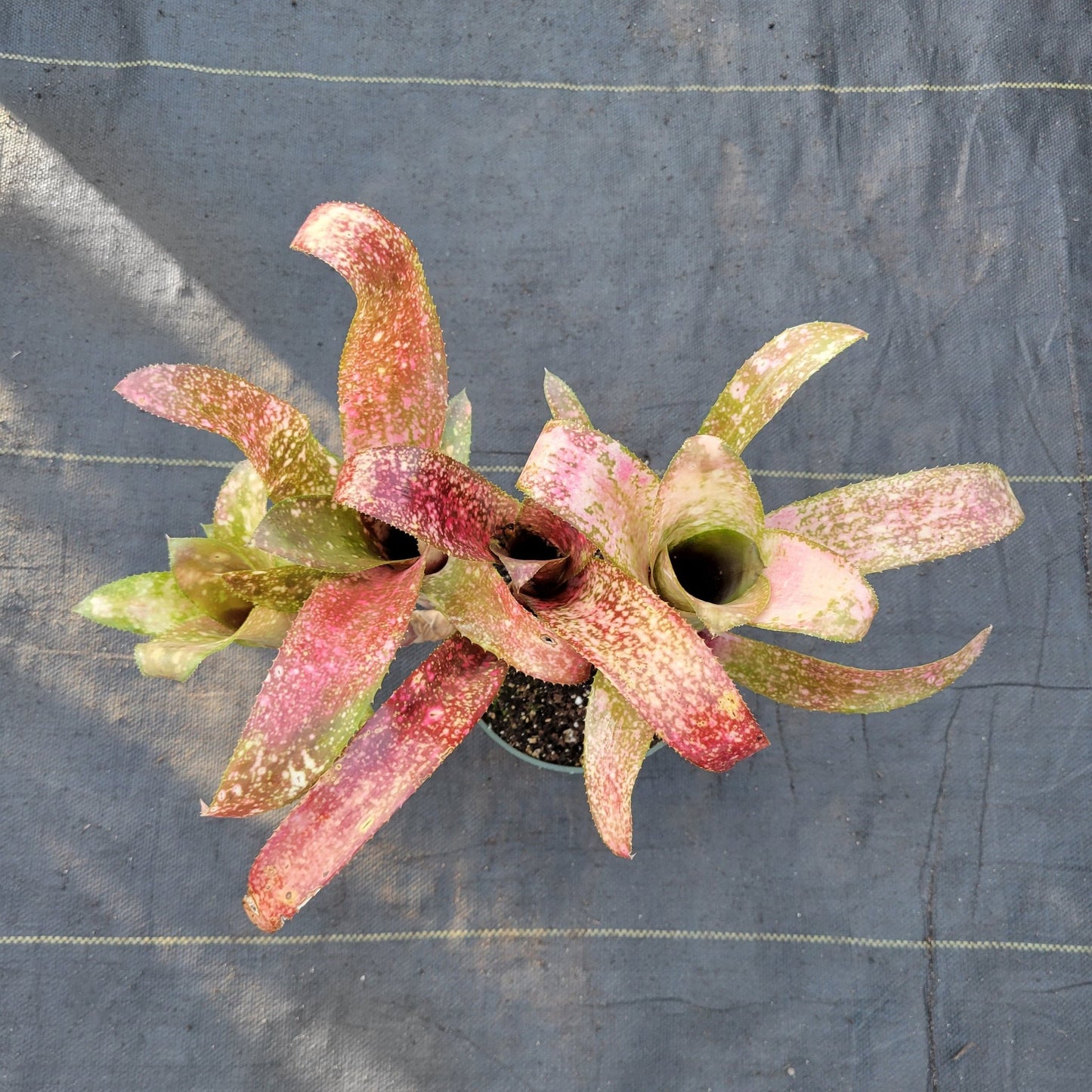 Billbergia 'Carioca' - Rainforest Flora