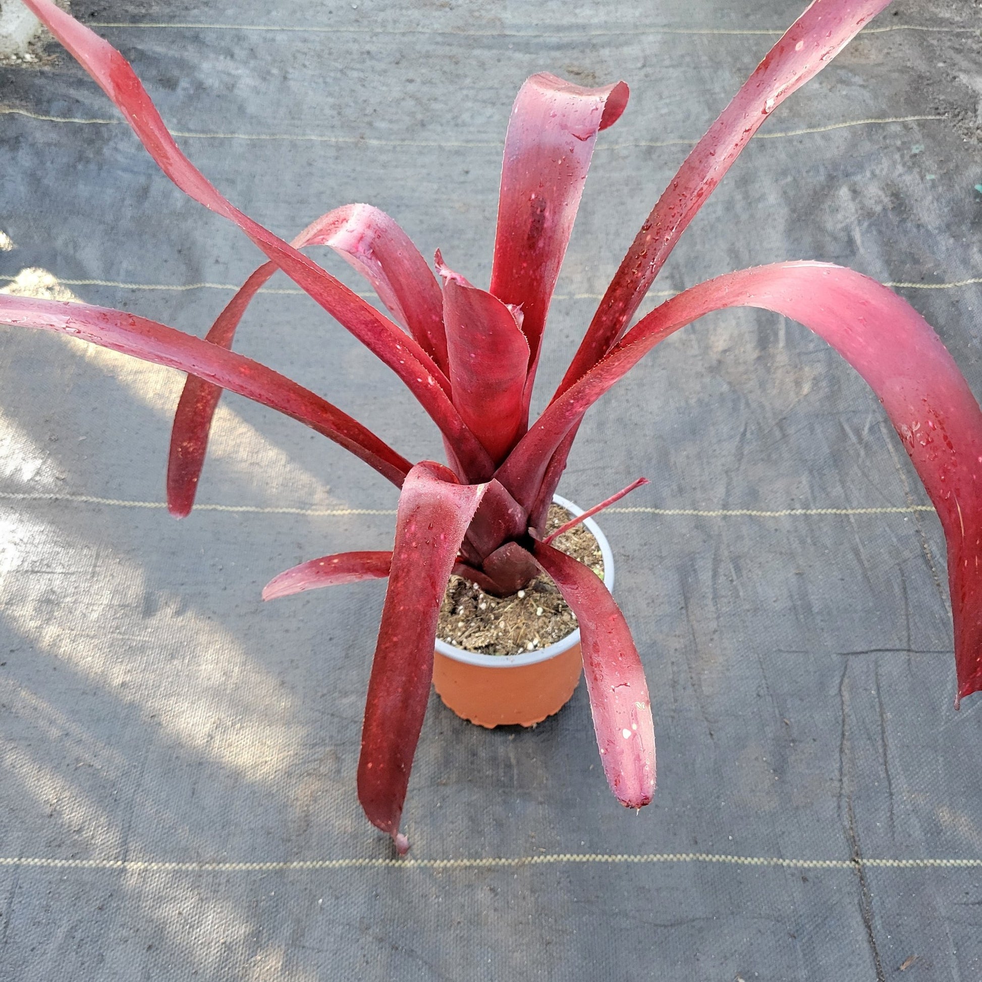 Billbergia 'Flamenco' - Rainforest Flora