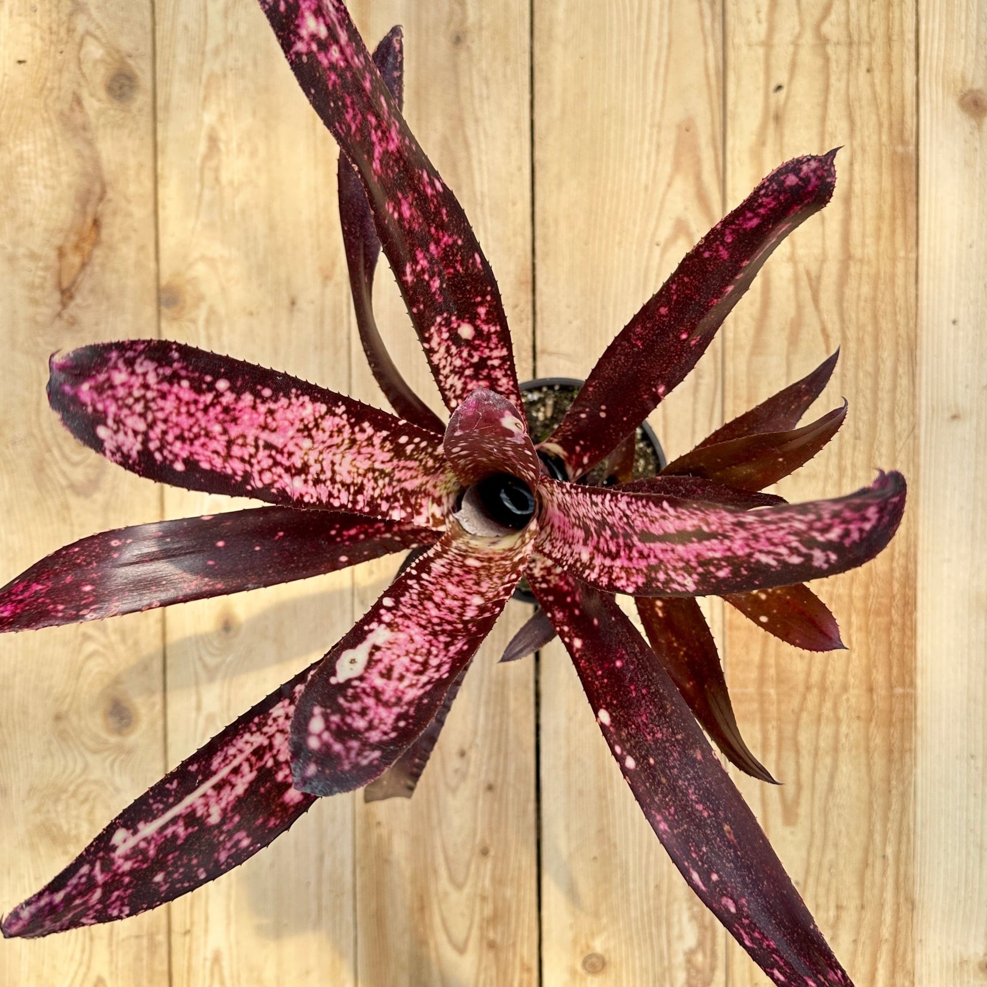 Billbergia 'Hallelujah' - Rainforest Flora
