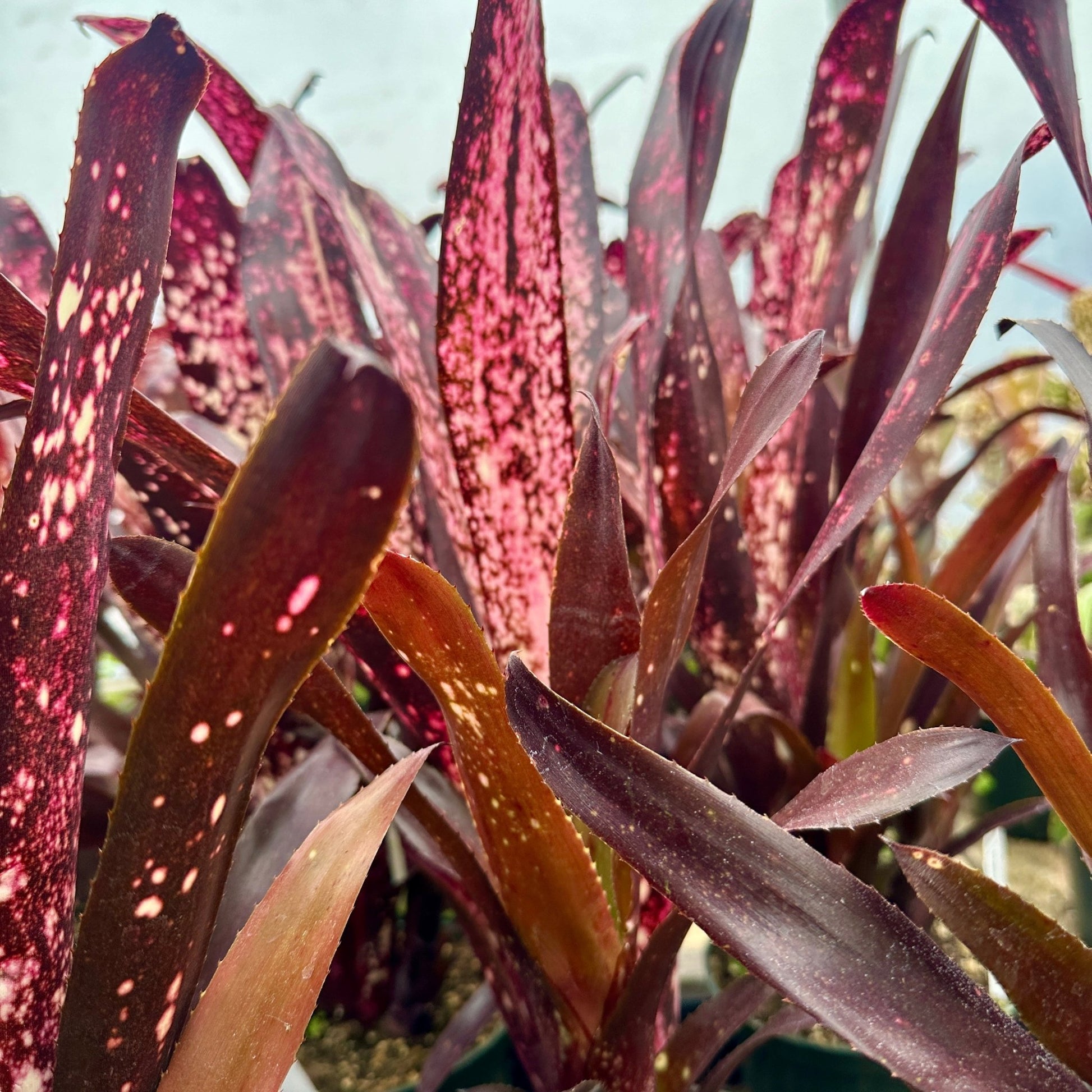 Billbergia 'Hallelujah' - Rainforest Flora