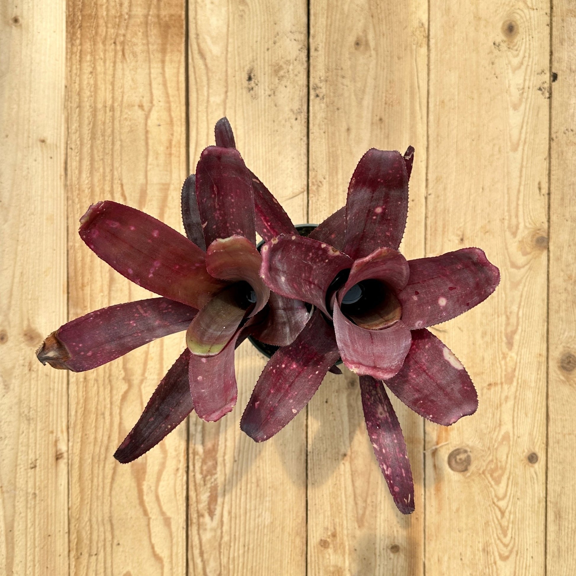 Billbergia 'La Noche' - Rainforest Flora