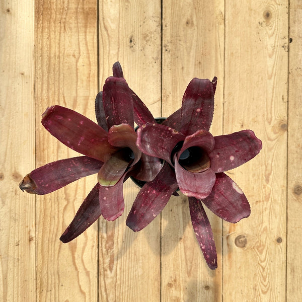 Billbergia 'La Noche' – Rainforest Flora