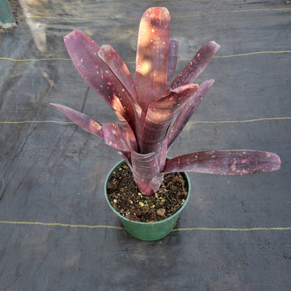 Billbergia 'La Noche' - Rainforest Flora