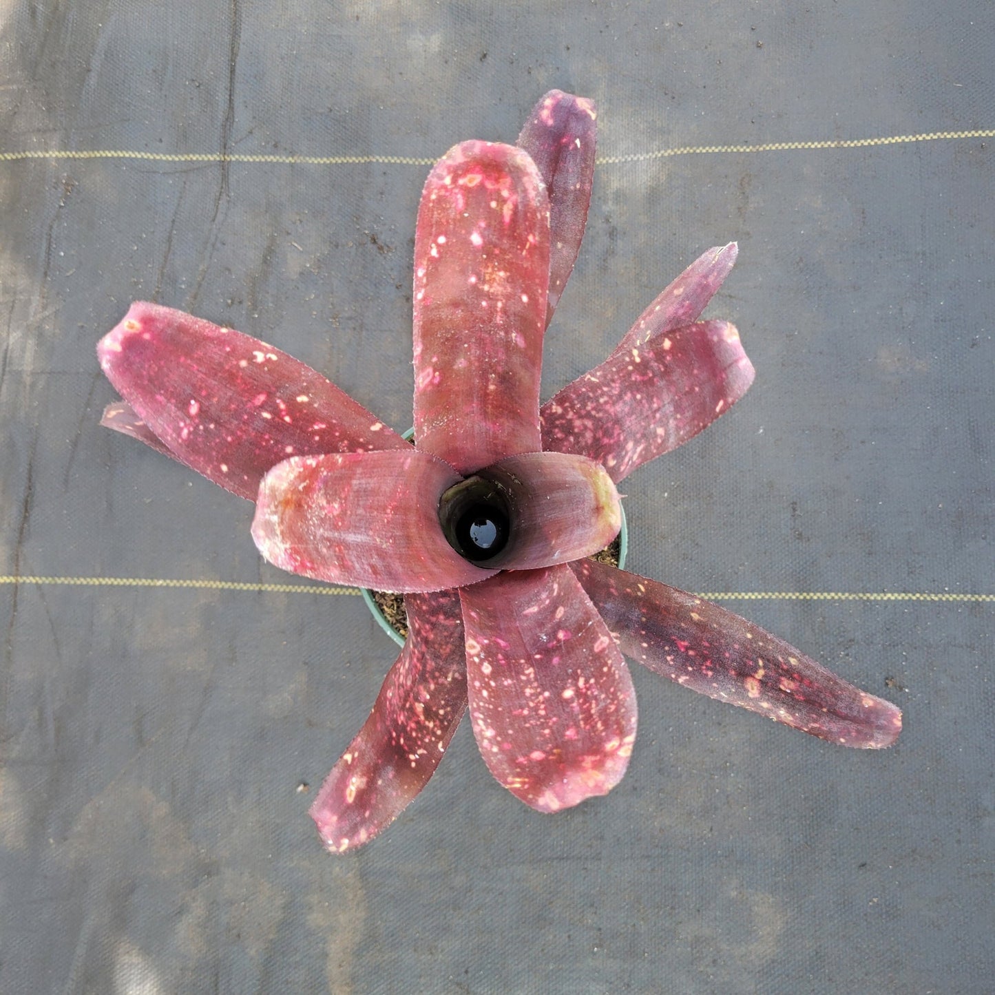 Billbergia 'La Noche' - Rainforest Flora