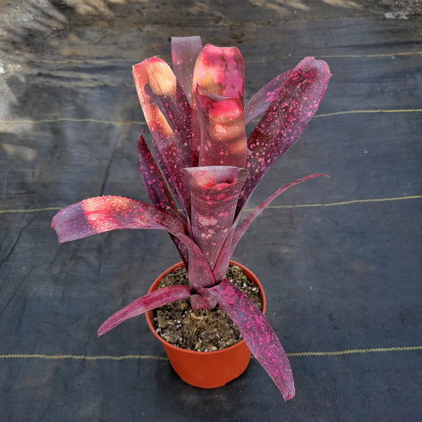 ブロメリア　billbergia toneprai pink affair Billbergia 'Toneprai Pink Sapphire' (Thailand hybrid) with
