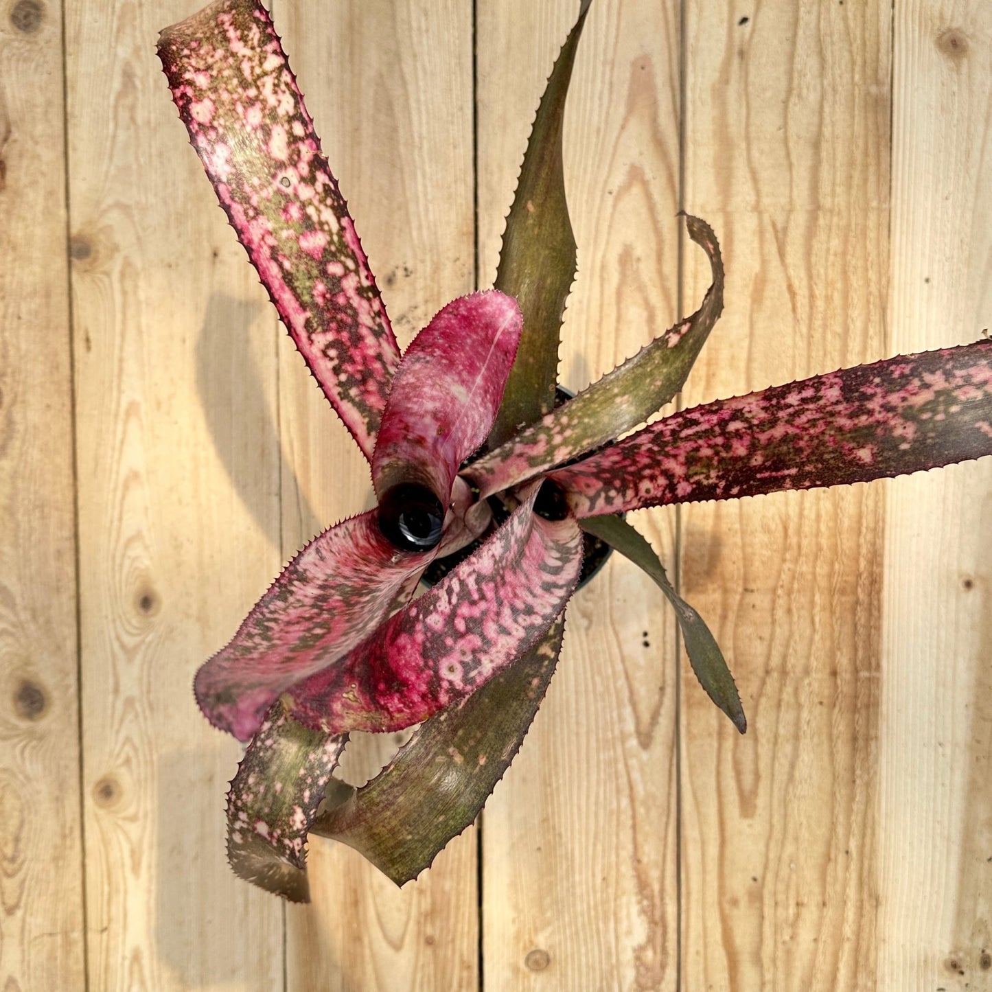 Billbergia 'Pink Champagne' x 'Manda's Othello' - Rainforest Flora