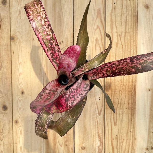 Billbergia 'Pink Champagne' x 'Manda's Othello' – Rainforest Flora