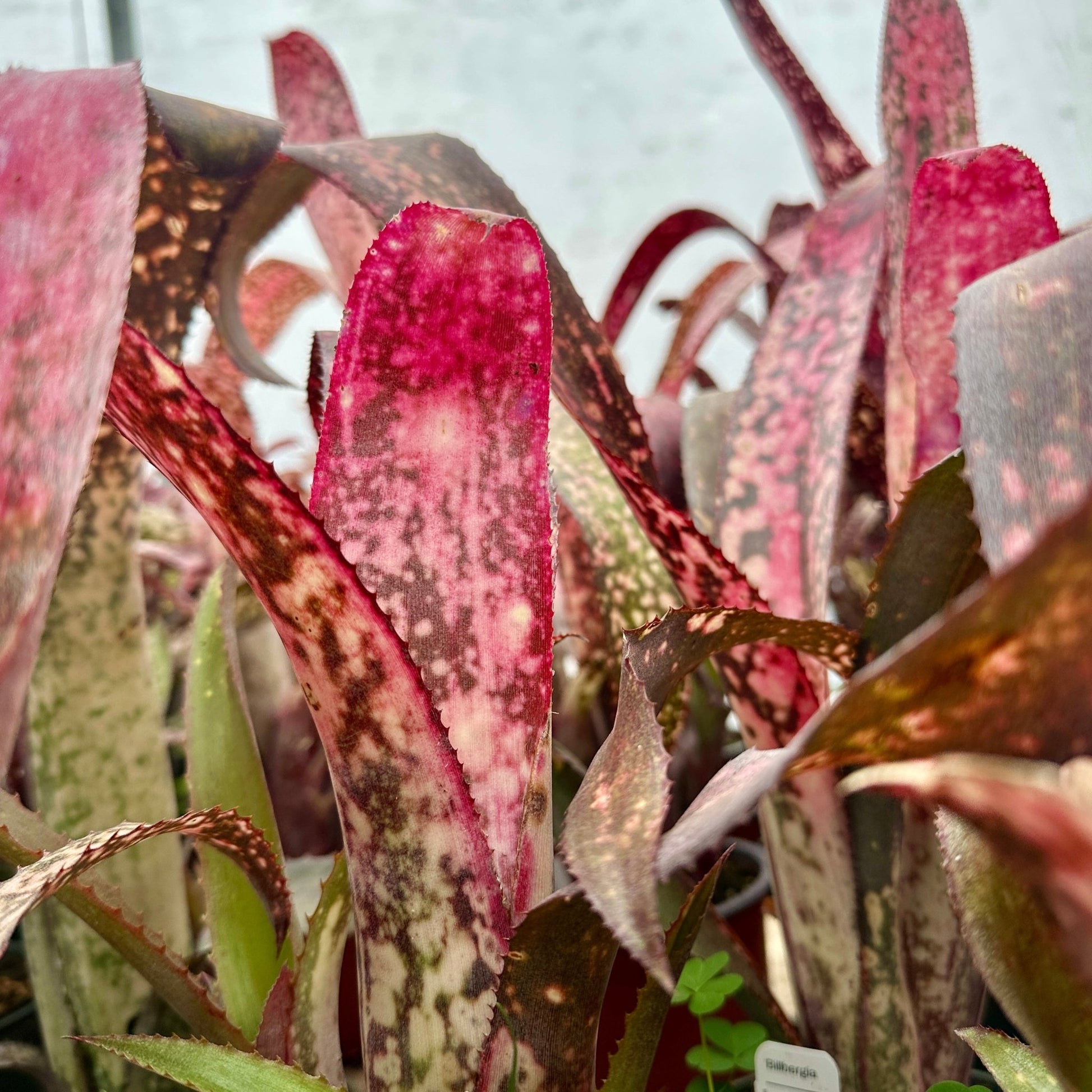 Billbergia 'Pink Champagne' x 'Manda's Othello' - Rainforest Flora