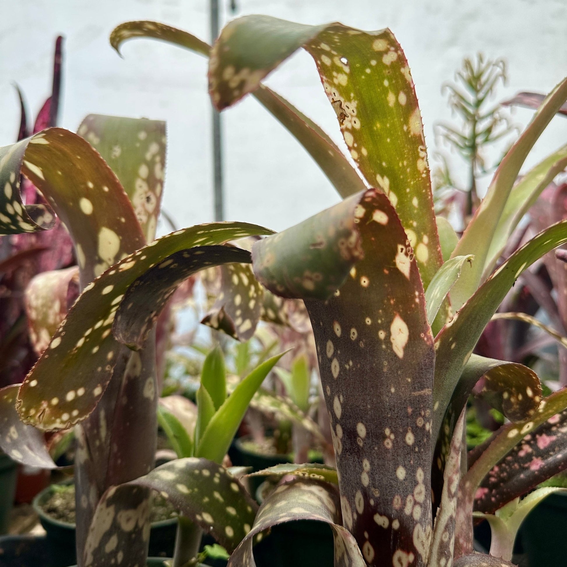 Billbergia 'Pink Patches' - Rainforest Flora