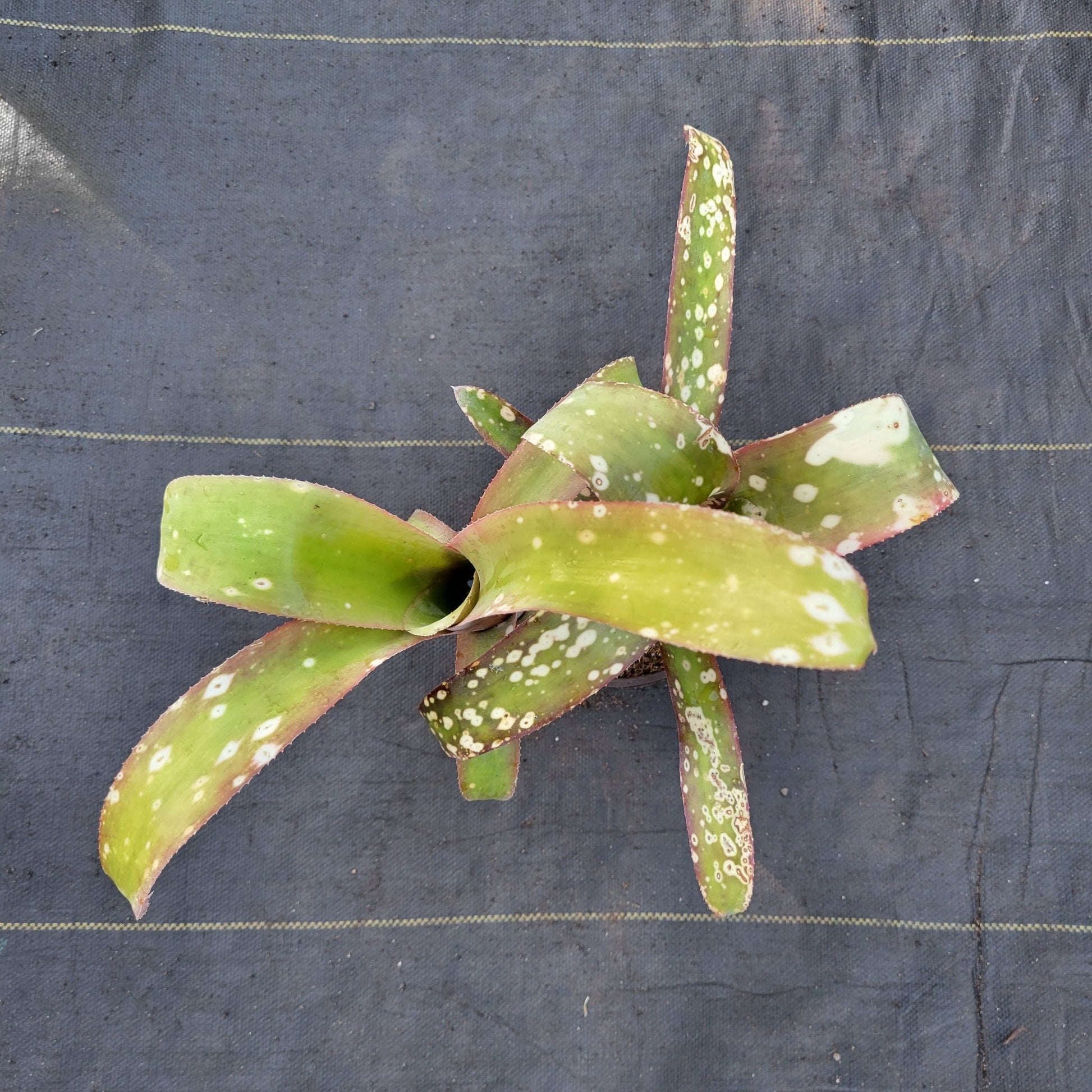 Billbergia 'Pink Patches' - Rainforest Flora