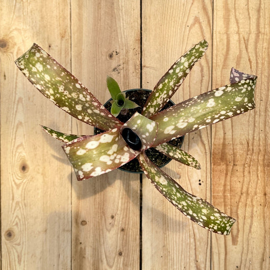Billbergia 'Pink Patches' - Rainforest Flora