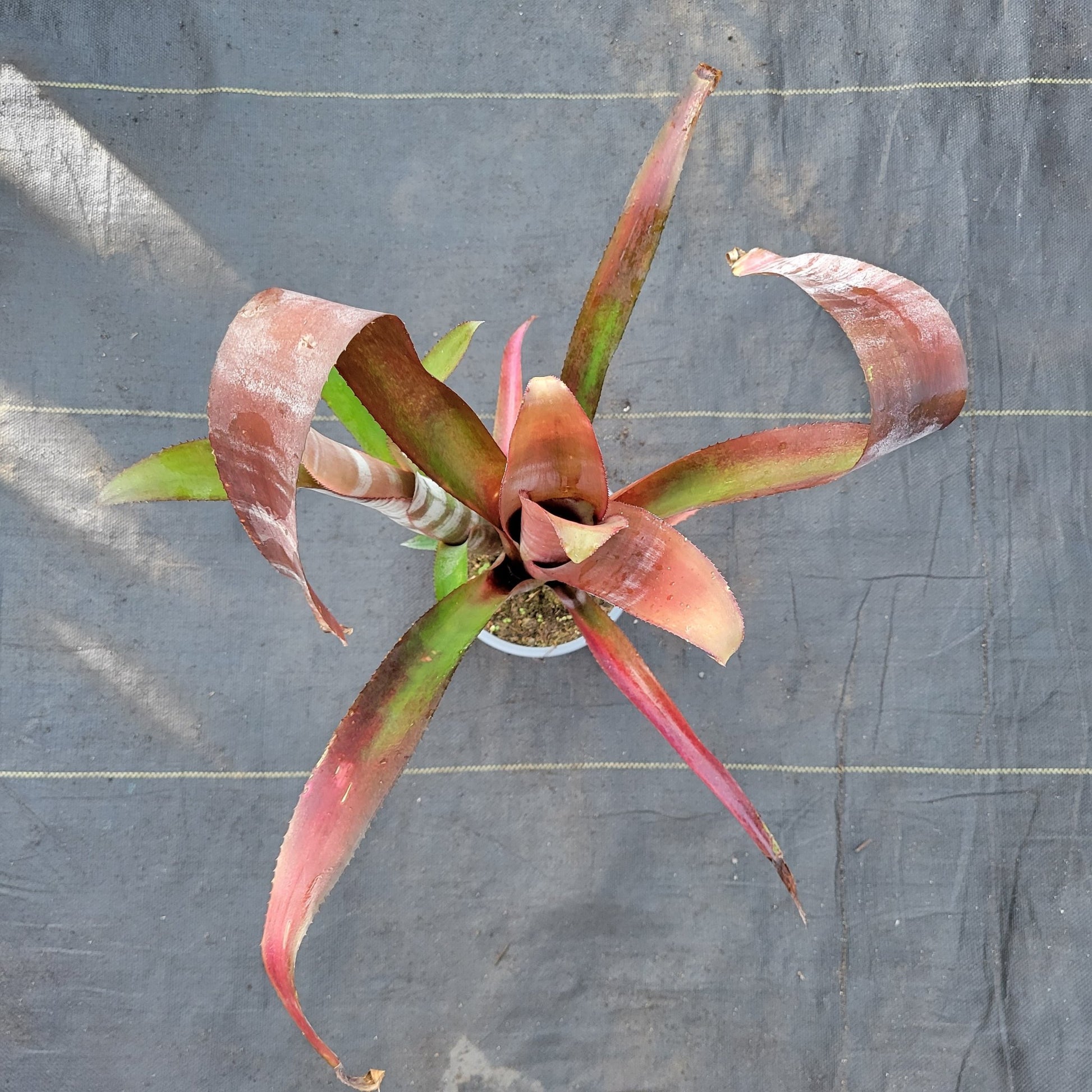 Billbergia vittata 'Ralph Graham French' - Rainforest Flora