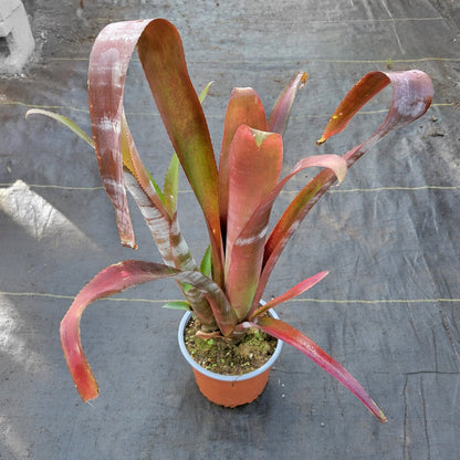 Billbergia vittata 'Ralph Graham French' - Rainforest Flora