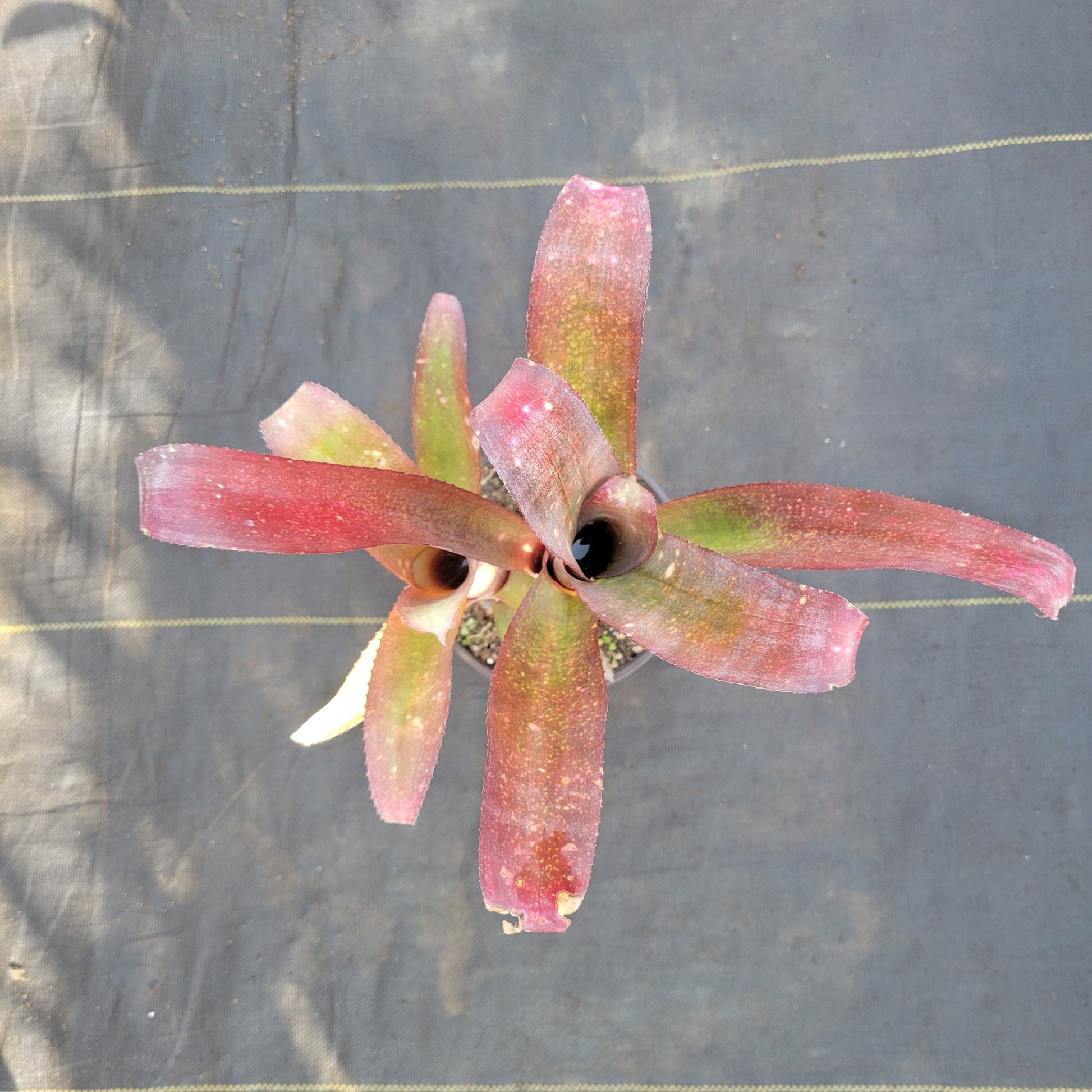 Billbergia vittata x Billbergia lindal - Rainforest Flora